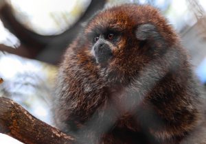 Animales rescatados en el Refugio de Fauna Silvestre Jacha-Inti.